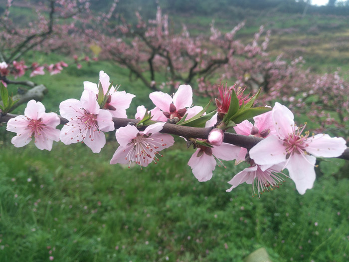 1513328865880296rMX2.jpg 圖片66.jpg