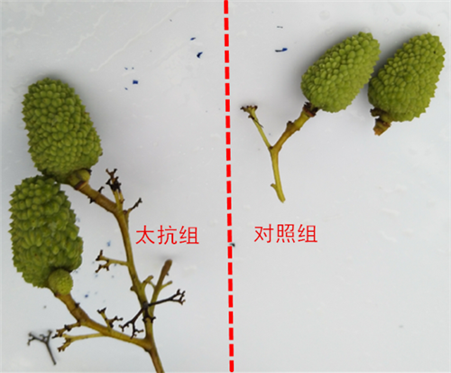 15272355457753953Mic.png 圖片8_副本.png